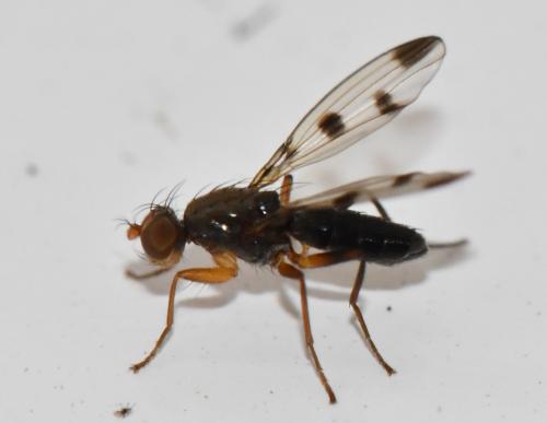 Geomyza tripunctata